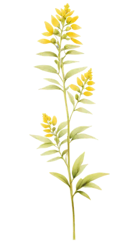 Ragweed, yellow blooms, delicate petals, tall stem, green leaves, soft focus, natural lighting, shallow depth of field, warm color tone, panoramic view, botanical illustration style, realistic texture