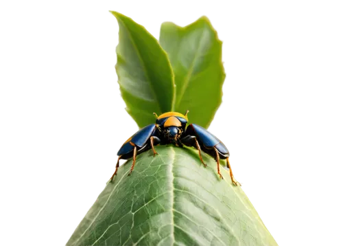 garden leaf beetle,leafhopper,hover fly,flea beetle,syrphid fly,syrphidae,wedge-spot hover fly,ladybug,alligatorweed flea beetle,chrysomelidae,gomphidae,didelphidae,forest beetle,acrolophidae,field wasp,pupal,vespula,rufipes,insecta,leafhoppers,Photography,Documentary Photography,Documentary Photography 21