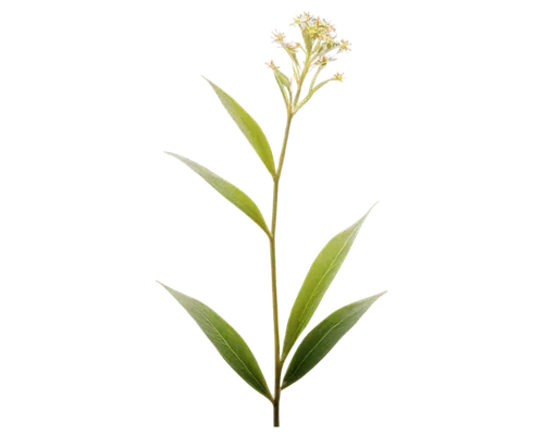 flowers png,tuberose,sweet grass plant,grass lily,pineapple lily,lomandra,grass blossom,grape-grass lily,lily of the desert,alpinia,lily of the field,palm lily,citronella,lily of the valley,plantago,ikebana,cymbopogon,panicle,aquatic plant,spring onion,Art,Artistic Painting,Artistic Painting 32