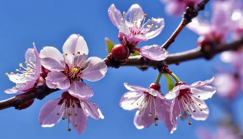 prunus,apricot flowers,flowering cherry,plum blossoms,japanese cherry,apricot blossom,japanese flowering crabapple,plum blossom,japanese cherry blossom,sakura flowers,almond blossoms,ornamental cherry,prunus laurocerasus,a wonderful flowering cherry,prunus cerasifera,almond blossom,sakura cherry tree,cherry blossom branch,prunus spinosa,almond tree,Photography,General,Realistic