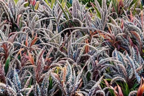 purple fountain grass,cherry sparkler fountain grass,billbergia nutans,billbergia pyramidalis,ornamental grass,ice plant,bromeliaceae,frozen morning dew,pennisetum,aloe polyphylla,antarctic flora,aloe