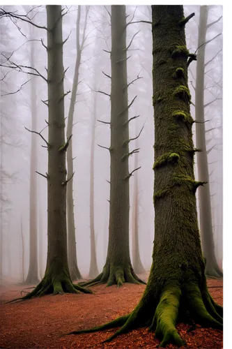 beech trees,foggy forest,beech forest,germany forest,deciduous forest,forestier,metasequoia,bavarian forest,mixed forest,fir forest,european beech,copses,chestnut forest,copse,forest tree,cypresses,forestland,wald,arbres,coniferous forest,Conceptual Art,Daily,Daily 06