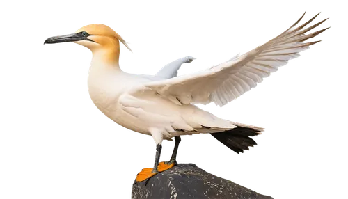 egret,orange gull,northern gannet,reiger,white egret,seagull in flight,gwe,trumpeter swan,crane bird flying,indian sea gull,eastern white pelican,kelp gull in flight,royal tern,tern bird,gannet,rockerduck,crested terns,american herring gull,kelp gull,sea gull,Illustration,Paper based,Paper Based 21