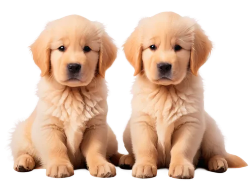 goldens,golden retriever puppy,labradors,golden retriever,labrador retriever,golden retriver,puppies,dog breed,two dogs,cute puppy,defence,retrievers,bloodhounds,dog pure-breed,service dogs,nintendogs,garrison,retriever,defense,color dogs,Illustration,Vector,Vector 12