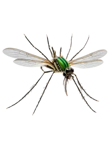 male mosquito, insect, solo, detailed wings, slender body, long proboscis, compound eyes, black and white stripes, metallic green thorax, transparent wings, hovering, 3/4 composition, shallow depth of