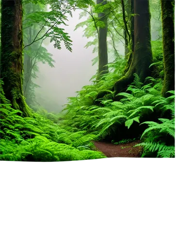 green forest,green wallpaper,aaaa,forest background,foggy forest,nature background,aaa,elven forest,fir forest,coniferous forest,verdant,patrol,green landscape,forested,forests,germany forest,forest floor,nature wallpaper,forest landscape,frog background,Art,Classical Oil Painting,Classical Oil Painting 39