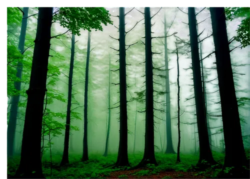 foggy forest,germany forest,fir forest,coniferous forest,forest background,forests,forest,green forest,the forest,mixed forest,bavarian forest,forest of dreams,wald,the forests,haunted forest,spruce forest,forest walk,forested,forestland,forest dark,Photography,Fashion Photography,Fashion Photography 19