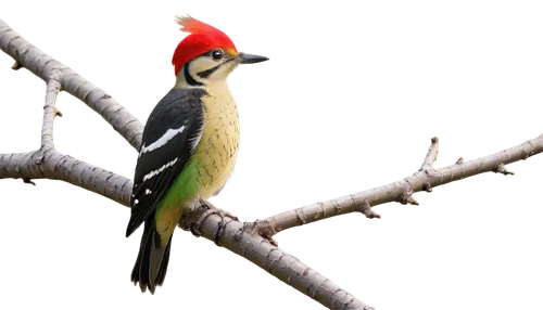 Female woodpecker, perched on tree branch, bright plumage, red cap, black back, white belly, strong beak, round eyes, fluffy feathers, delicate legs, tiny feet, green leaves background, warm sunlight 