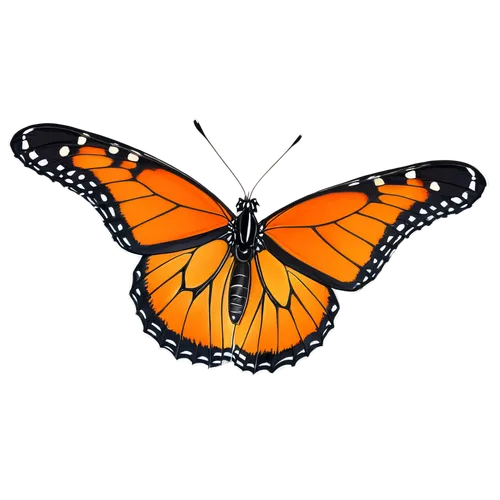 butterfly vector,butterfly clip art,viceroy (butterfly),orange butterfly,euphydryas,vanessa (butterfly),vanessa atalanta,hesperia (butterfly),monarch butterfly,polygonia,butterfly background,melitaea,brush-footed butterfly,butterfly isolated,lepidoptera,white admiral or red spotted purple,gatekeeper (butterfly),c butterfly,monarch,checkerboard butterfly,Illustration,Japanese style,Japanese Style 07