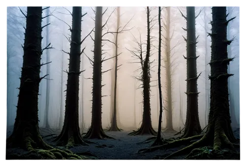 foggy forest,forest background,mirkwood,coniferous forest,elven forest,forest,the forest,winter forest,haunted forest,spruce forest,forest dark,forests,fir forest,background vector,endor,forestland,the forests,forest path,forest walk,woodcreepers,Illustration,Abstract Fantasy,Abstract Fantasy 21