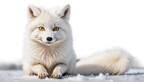 white fox,arctic fox,cute fox,vulpine,samoyedic,ermine,atka,adorable fox,canidae,aleu,a fox,white wolves,south american gray fox,tundra,wolpaw,little fox,redfox,inu,sakari,furgal,Illustration,Black and White,Black and White 11