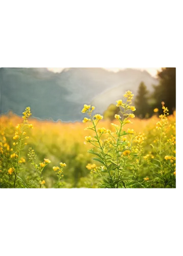 Bright yellow flowers, blooming, delicate petals, green stems, leaves, natural scenery, warm sunlight, soft focus, shallow depth of field, vibrant color tone, panoramic view, 3/4 composition, gentle b