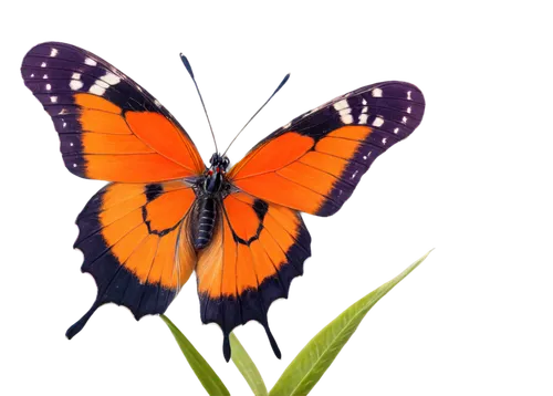 orange butterfly,butterfly background,butterfly vector,butterfly isolated,butterfly clip art,isolated butterfly,butterfly on a flower,euphydryas,polygonia,blue butterfly background,butterfly,lycaena,french butterfly,passion butterfly,hypolycaena,vanessa atalanta,butterfly moth,morphos,lycaena phlaeas,butterly,Illustration,Japanese style,Japanese Style 16