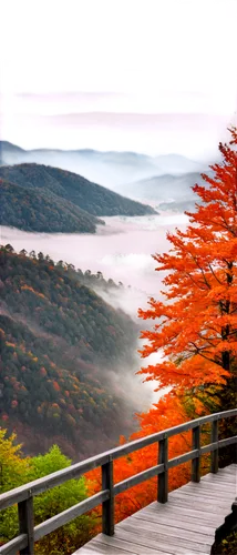 autumn fog,autumn scenery,mazandaran,montseny,jezzine,japan landscape,background view nature,beech mountains,foggy landscape,aspromonte,autumn background,colors of autumn,autumn frame,cedars,landscape red,lebanon,autumn in japan,yenice,autumn color,prestonsburg,Illustration,Black and White,Black and White 09