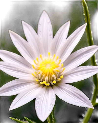 cosmea,shasta daisy,white water lily,the white chrysanthemum,white chrysanthemum,white cosmos,ox-eye daisy,african daisy,barberton daisy,marguerite daisy,south african daisy,osteospermum,perennial daisy,white dahlia,daisy flower,white lily,celestial chrysanthemum,leucanthemum,starflower,common daisy,Illustration,Black and White,Black and White 34