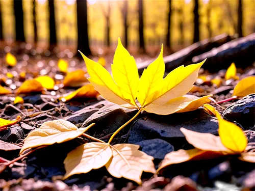 yellow leaf,yellow leaves,forest floor,golden leaf,autumn leaf,autumn background,fallen leaf,fallen leaves,gold leaves,yellow maple leaf,fall leaf,autumn gold,golden autumn,light of autumn,autumn leaves,leaf background,leaves in the autumn,fall leaves,yellow petals,autumn frame,Unique,3D,Garage Kits