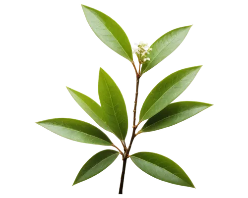 Laurel plant, green leaves, glossy surface, elliptical shape, pointed tip, woody stem, brown bark, small white flowers, clusters, morning dew, soft sunlight filtering through leaves, 3/4 composition, 