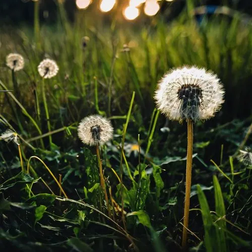 dandelion background,dandelions,dandelion meadow,dandelion,dandelion field,taraxacum,Conceptual Art,Fantasy,Fantasy 26