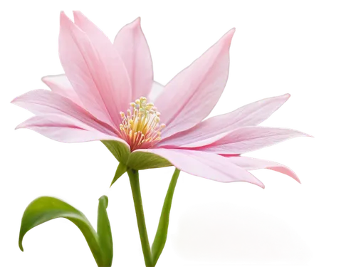 flowers png,dahlia pink,cosmos flower,lily flower,lotus png,anemone japonica,lotus ffflower,flower illustrative,flower background,guernsey lily,magnolia star,flower of dahlia,star dahlia,stargazer lily,amaryllis belladonna,pink flower,epiphyllum,bicolored flower,natal lily,pink flower white,Illustration,Abstract Fantasy,Abstract Fantasy 16