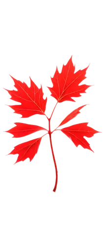 palm tree vector,flowers png,poinciana,on a red background,cherry branch,malvaceae,red maple leaf,japanese maple,maple branch,red background,ikebana,firecracker flower,rose png,thunberg's fan maple,branchflower,maple leaf red,red leaf,sakura branch,red tree,cherry blossom branch,Illustration,Black and White,Black and White 16