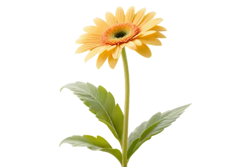 flowers png,small sun flower,yellow gerbera,helianthus,calenduleae,calendula,gerbera,asteraceae,helianthus occidentalis,rudbeckia,yellow calendula flower,stored sunflower,gerbera flower,flower background,helianthus annuus,gazania,sunflower lace background,calendula officinalis,yellow chrysanthemum,sunflower,Conceptual Art,Fantasy,Fantasy 23