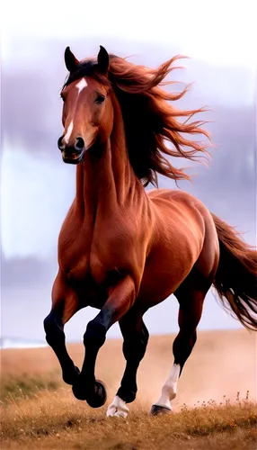 horse running,weehl horse,belgian horse,fire horse,finnhorse,equine,play horse,galloping,epona,horse,arabian horse,pony mare galloping,kutsch horse,equidae,painted horse,windhorse,brown horse,a horse,gallop,caballus,Illustration,Realistic Fantasy,Realistic Fantasy 37