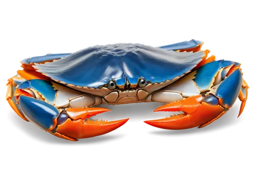 chesapeake blue crab,square crab,crab 2,rock crab,crab 1,dungeness crab,freshwater crab,red cliff crab,crab,snow crab,christmas island red crab,the beach crab,north sea crabs,ten-footed crab,crustacean,crab boil,crab soup,crab cutter,american lobster,soft-shell crab,Illustration,American Style,American Style 14