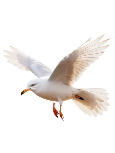 Seagull, flying, wings outstretched, feathers ruffled, beak pointed, eyes fixed forward, morning sunlight, soft lighting, 3/4 composition, shallow depth of field, warm color tone, cinematic lighting, 