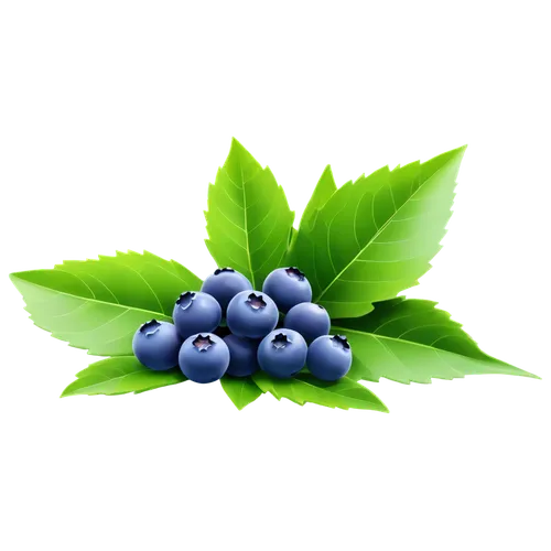 bilberry,blueberries,blueberry,berry fruit,bayberry,wild berries,berries,grape seed extract,johannsi berries,chokeberry,morinda,dewberry,elderberry,wild berry,mollberry,blue grapes,elderberries,cannabidiol,antioxidant,nannyberry,Illustration,Realistic Fantasy,Realistic Fantasy 16