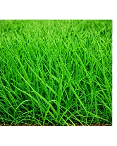 wheat germ grass,cordgrass,ryegrass,paspalum,block of grass,quail grass,ricefield,wheat grass,gras,wheatgrass,zoysia,grass grasses,sweet grass plant,grass,rice cultivation,green wheat,paddy field,blade of grass,grass blades,green grain,Art,Classical Oil Painting,Classical Oil Painting 26