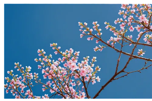 cherry blossom branch,spring background,japanese sakura background,sakura branch,sakura tree,springtime background,flower tree,cherry blossom tree,cherry branches,blossom tree,flower background,spring leaf background,blooming tree,blossoming apple tree,sakura cherry tree,spring greeting,sakura background,apple blossom branch,flowering tree,japanese floral background,Illustration,Realistic Fantasy,Realistic Fantasy 22