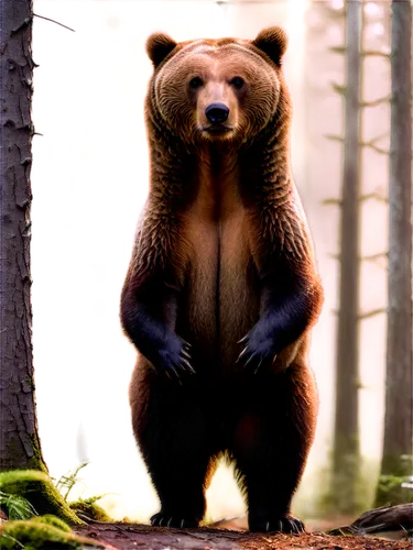 brown bear,cute bear,nordic bear,bear guardian,bear kamchatka,bear,grizzly bear,sun bear,bear bow,great bear,brown bears,little bear,left hand bear,bear cub,american black bear,scandia bear,kodiak bear,bear teddy,grizzly,baby bear,Art,Classical Oil Painting,Classical Oil Painting 42