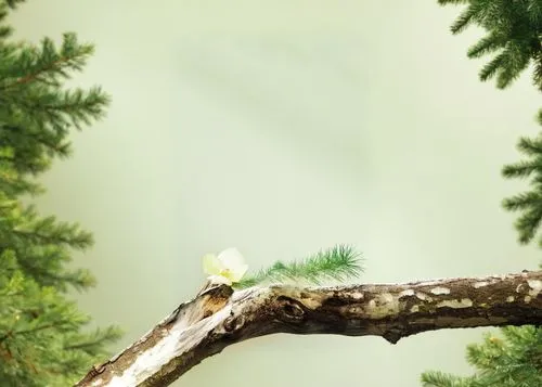 树木,bird on branch,pine warbler,yellowish green parakeet,yellow green parakeet,green finch,eurasian pygmy owl,golden crowned kinglet,eastern wood pewee,green parakeet,crossbills,pine tree branch,black 