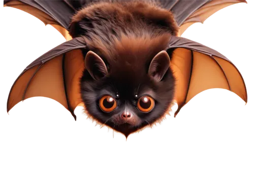 Free bat, nocturnal creature, wings spread wide, dark brown fur, big round eyes, pointed ears, hanging upside down, solo, close-up, shallow depth of field, warm lighting, soft focus, gentle compositio