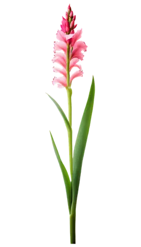 pink hyacinth,flowers png,citronella,ginger blossom,centaurium,pineapple lily,rocket flower,gladiolus,pink flower,coral aloe,pink moccasin flower,billbergia pyramidalis,spectabilis,pink quill,wild orchid,bicolored flower,pontederia,flower pink,schopf-torch lily,forest orchid,Illustration,Realistic Fantasy,Realistic Fantasy 09