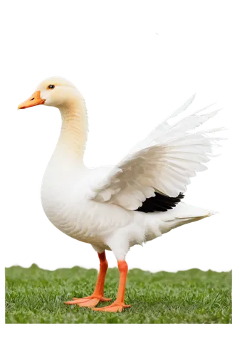 gooseander,cayuga duck,snow goose,ornamental duck,brahminy duck,nile goose,duck,goose,bird png,female duck,greylag goose,easter goose,duck bird,galliformes,pato,araucana,platycercus,a pair of geese,anatidae,larus,Art,Classical Oil Painting,Classical Oil Painting 22