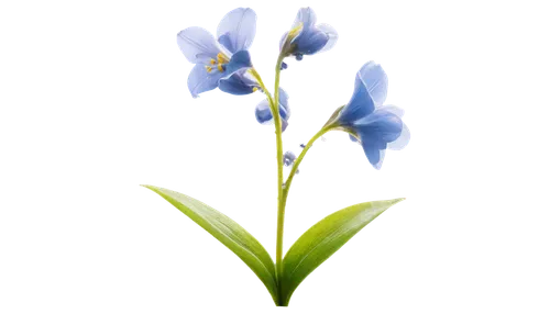 Delicate blue bell flowers, solitary, macro shot, soft focus, gentle petals, yellow anthers, slender stem, green leaves, dew drops, morning sunlight, shallow depth of field, warm color tone, cinematic