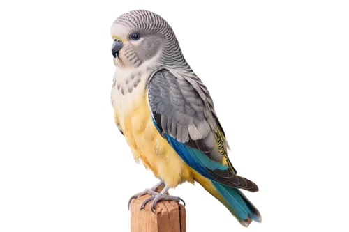 Gray budgie, small bird, perched, wings folded, tiny beak, round eyes, gray feathers, soft plumage, gentle posture, morning light, shallow depth of field, warm color tone, cinematic composition, close