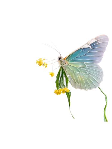 butterfly vector,cloudless sulphur,butterfly background,butterfly isolated,pellucid hawk moth,green-veined white,hesperia (butterfly),ulysses butterfly,glass wing butterfly,butterfly clip art,cupido (butterfly),chloris chloris,blue butterfly background,isolated butterfly,cabbage white butterfly,gatekeeper (butterfly),lepidopterist,cabbage white,tropical butterfly,little cabbage white butterfly,Art,Artistic Painting,Artistic Painting 21