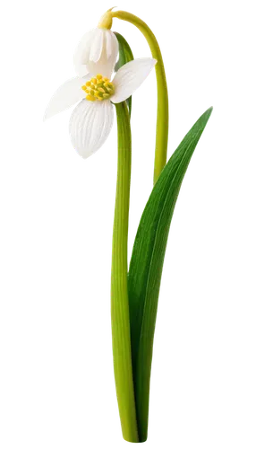 lily of the valley,lilly of the valley,lily of the field,madonna lily,lilies of the valley,white lily,easter lilies,flowers png,grass lily,doves lily of the valley,lily of the desert,white flower,flower wallpaper,delicate white flower,lily flower,flower background,zantedeschia,peace lily,white orchid,muguet,Illustration,Paper based,Paper Based 18