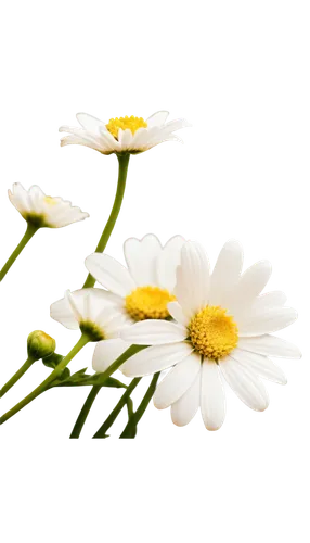 wood daisy background,daisy flowers,white daisies,margueritte,camomile flower,daisies,daisy flower,oxeye daisy,marguerite daisy,chrysanthemum background,shasta daisy,chamomile,flower background,leucanthemum,flowers png,common daisy,camomile,minimalist flowers,flower wallpaper,ox-eye daisy,Illustration,Realistic Fantasy,Realistic Fantasy 08