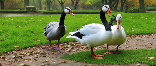 a pair of geese,white storks,red-crowned crane,swan pair,flamingo couple,grey crowned cranes,olympiapark,zoo brno,bird couple,storks,canadian swans,egyptian goose,pelicans,swans,two flamingo,geese,zoo planckendael,eastern crowned crane,swan lake,galliformes,Conceptual Art,Oil color,Oil Color 06