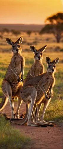 A group of kangaroos, Australian outback, sunset, golden light, vast open space, green grasslands, few trees scattered in distance, a waterhole nearby, calm and serene atmosphere, warm ambient lightin