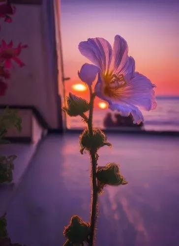 flower in sunset,cosmos flower,cosmos flowers,japanese anemone,summer anemone,flower background,anemone japan,salt flower,genus anemone,anemone japonica,芦ﾉ湖,windflower,seaside daisy,summer flower,single flower,garden cosmos,fallen flower,poppy anemone,anemone purple floral,beautiful flower,Illustration,Paper based,Paper Based 04