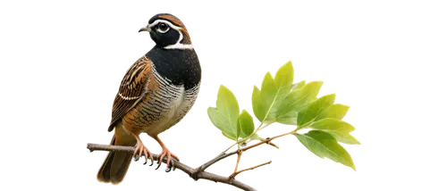 Quail, small bird, brown feathers, white stripes on forehead, black mask on face, round body, short tail, perched on branch, morning dew, soft sunlight filtering through leaves, shallow depth of field