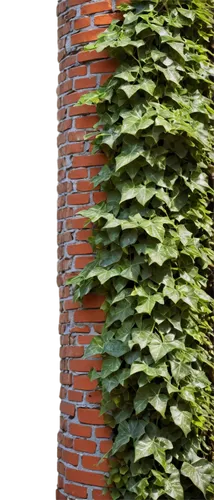 brick background,brick wall background,red brick wall,wall,background ivy,brickwall,wall of bricks,hedwall,red bricks,espalier,house wall,hedge,ivy,sand-lime brick,brickwork,hornbeam hedge,parthenocissus,ivy frame,intensely green hornbeam wallpaper,red brick,Conceptual Art,Graffiti Art,Graffiti Art 06