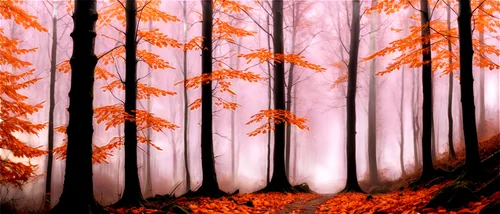 autumn forest,autumn background,deciduous forest,birch forest,autumn frame,autumn trees,forest background,coniferous forest,mixed forest,beech trees,fir forest,beech forest,forest,spruce forest,forest landscape,forests,cartoon video game background,cartoon forest,forest glade,metasequoia,Illustration,Black and White,Black and White 11