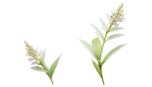 Milkweed plant, soft white flowers, delicate purple veins, slender stem, feathery leaves, morning dew, gentle sunlight, warm color tone, 3/4 composition, shallow depth of field, cinematic lighting, cl