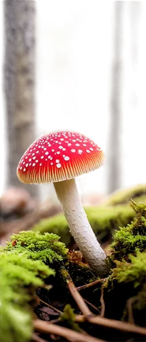 amanita,forest mushroom,toadstool,agaric,russula,small mushroom,lingzhi mushroom,mushroom landscape,edible mushroom,toadstools,champignon mushroom,blood milk mushroom,fungus,mushroom type,russula integra,agaricaceae,mushroom,anti-cancer mushroom,tree mushroom,edible mushrooms,Illustration,Realistic Fantasy,Realistic Fantasy 45