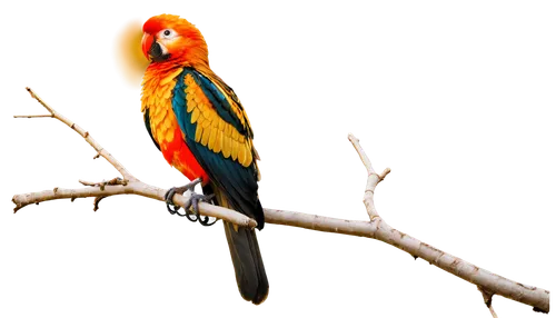 sun conure,sun parakeet,light red macaw,sun conures,scarlet macaw,colorful birds,guacamaya,rosella,an ornamental bird,yellow macaw,flameback,ornamental bird,rainbow lory,golden pheasant,bird png,crimson rosella,beautiful macaw,bird on branch,tropical bird,eastern rosella,Conceptual Art,Fantasy,Fantasy 07